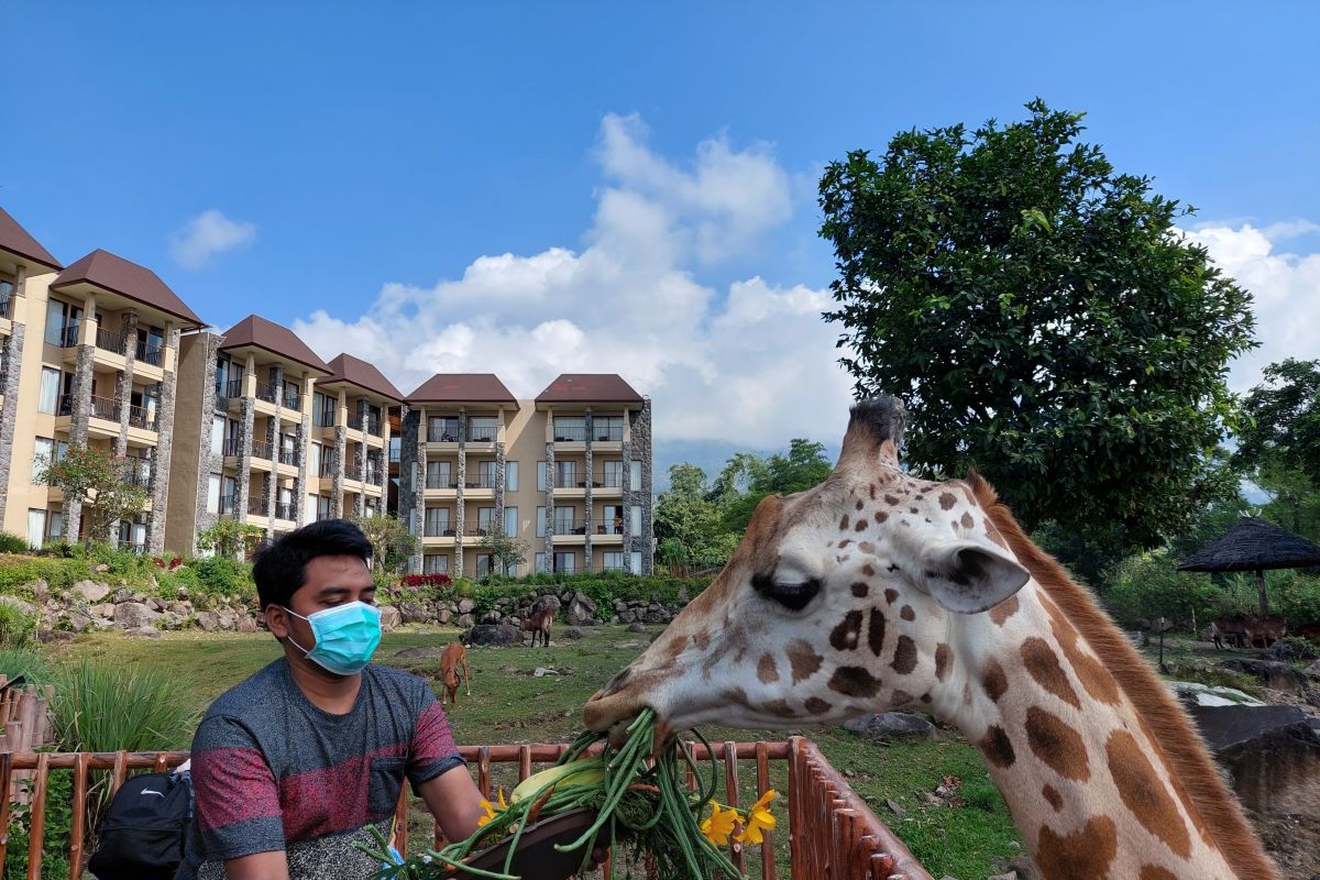 World Giraffe Day,  jerapah Baobab Safari Resort-Taman Safari Prigen diberi tumpeng