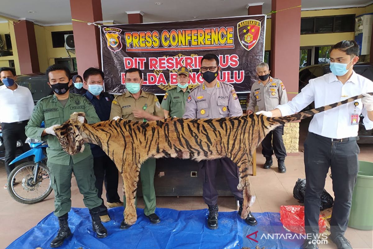 Polisi buru dua pelaku sindikat perdagangan harimau di Bengkulu