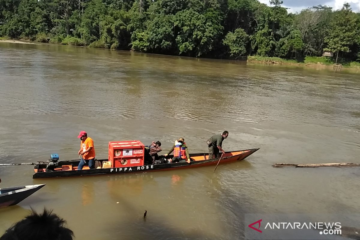 Tim terus pantau pergerakan dan perilaku orangutan Gisel