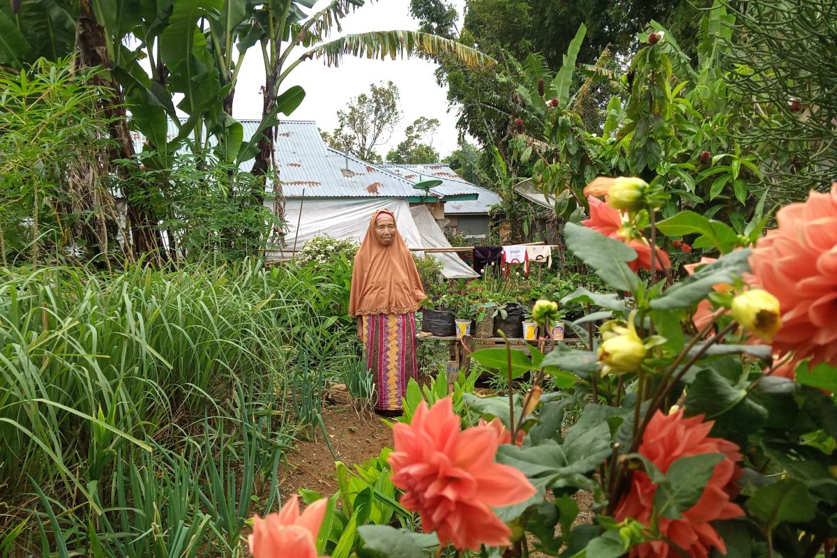 Dinas Pangan Solok dorong warga manfaatkan pekarangan untuk ditanami sayuran