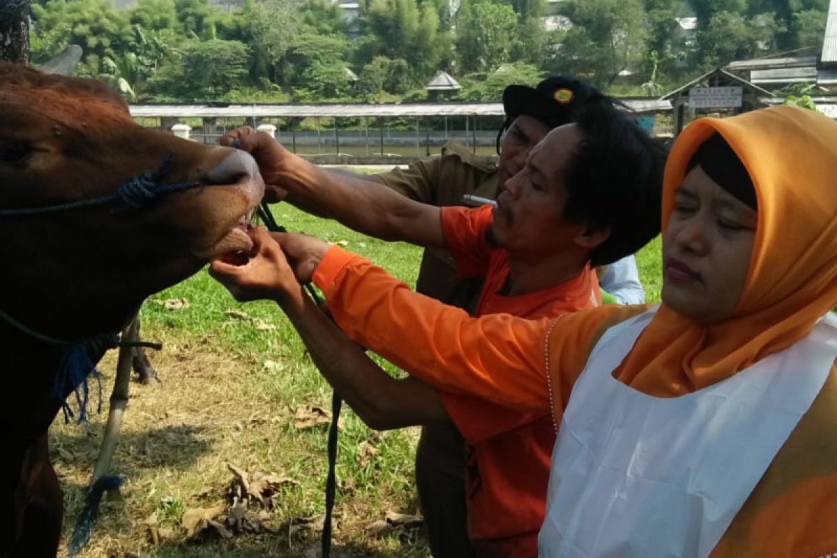 Diskannak OKU pastikan kesehatan hewan kurban layak dikonsumsi