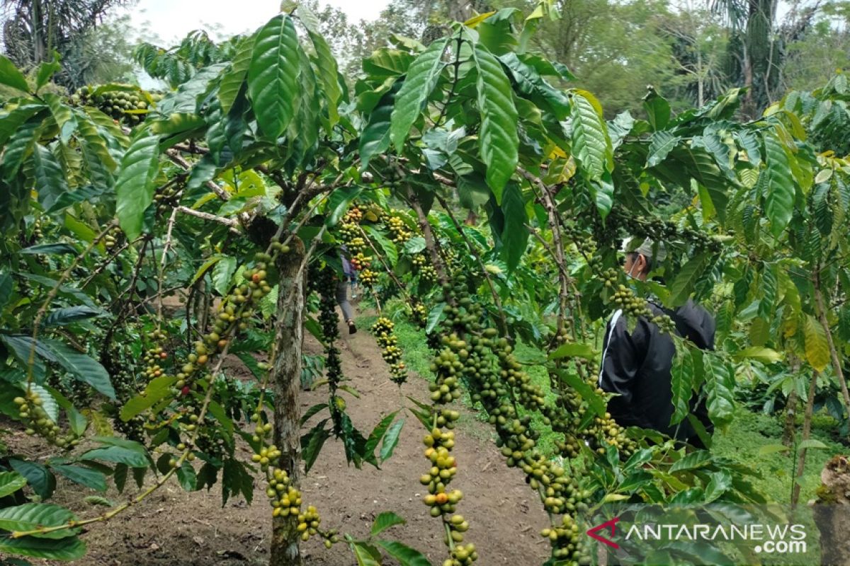 Petani Rejang Lebong kembangkan kopi sambung pucuk