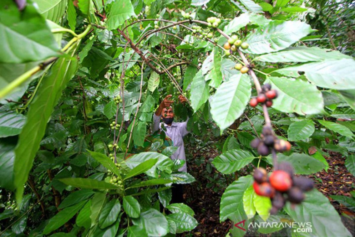 Petani Pemkab Banjar siap kembangkan kopi Aranio