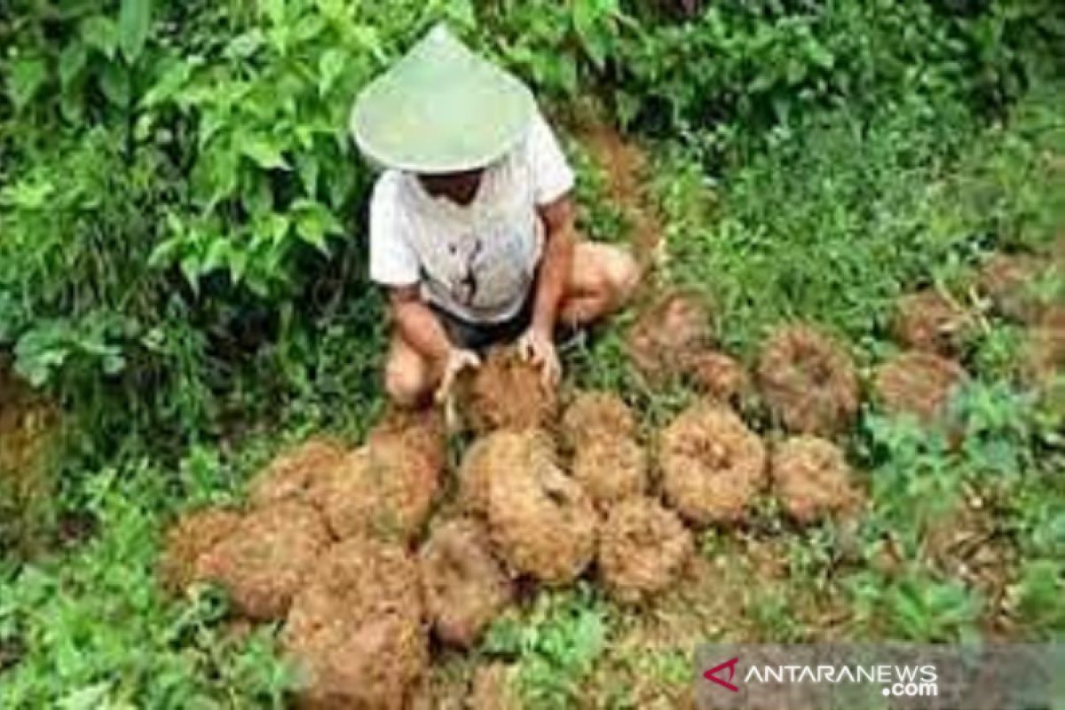 Pemprov Bengkulu kembangkan porang sebagai tanaman sela