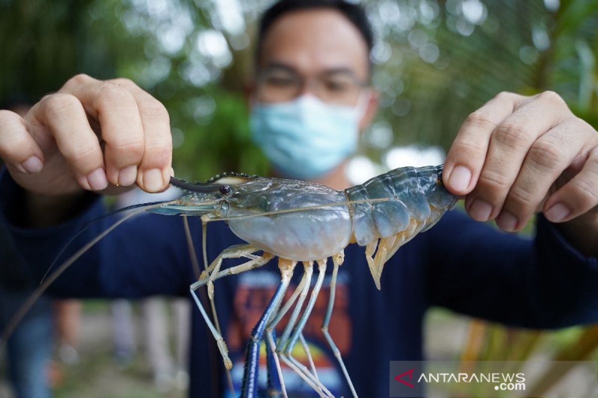 PT Timah-peternak Bangka Barat panen perdana udang galah