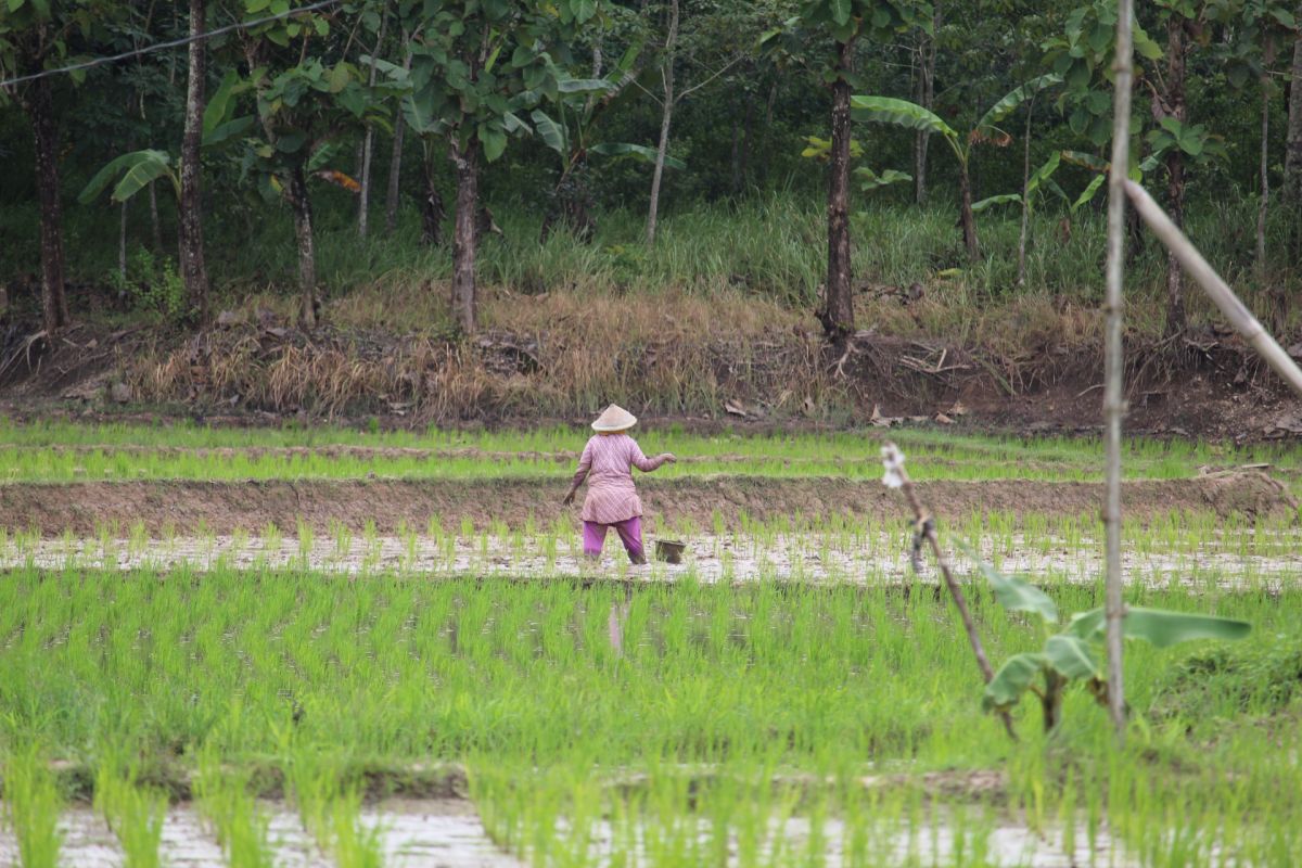 Petani Lampung siapkan burung hantu kendalikan hama