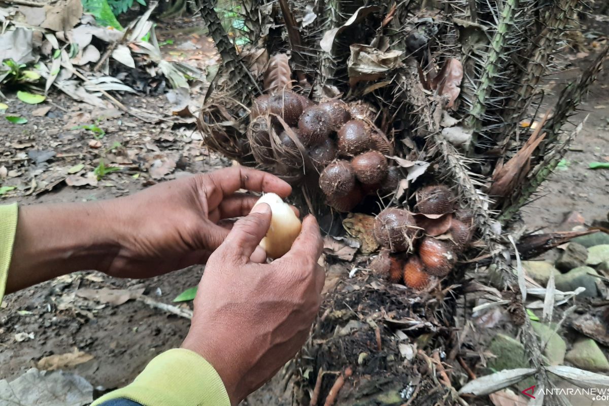 Ketersediaan lahan jadi tantangan pelestarian salak Condet