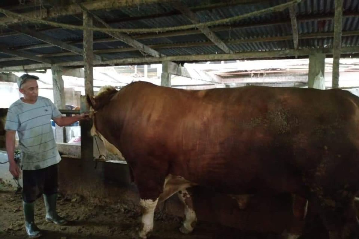 Sapi peternak Agam seberat 1,3 ton calon hewan kurban Presiden RI