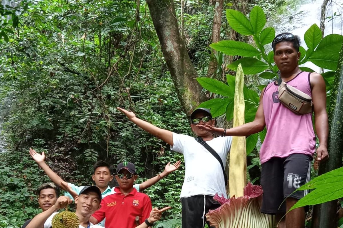 Bunga bangkai raksasa mekar di area wisata Napal Jungur Bengkulu