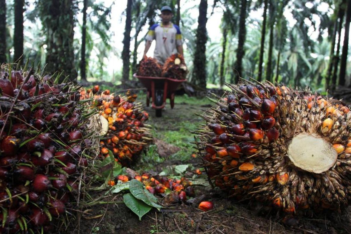 Malaysia ungguli Indonesia menjadi pemasok minyak sawit utama India