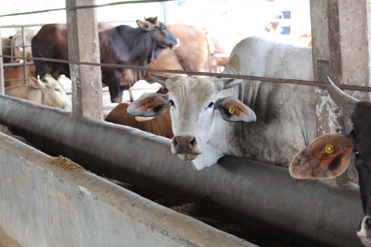 Disnakeswan Lampung imbau pelaksanaan pemotongan hewan kurban harus sesuai prokes