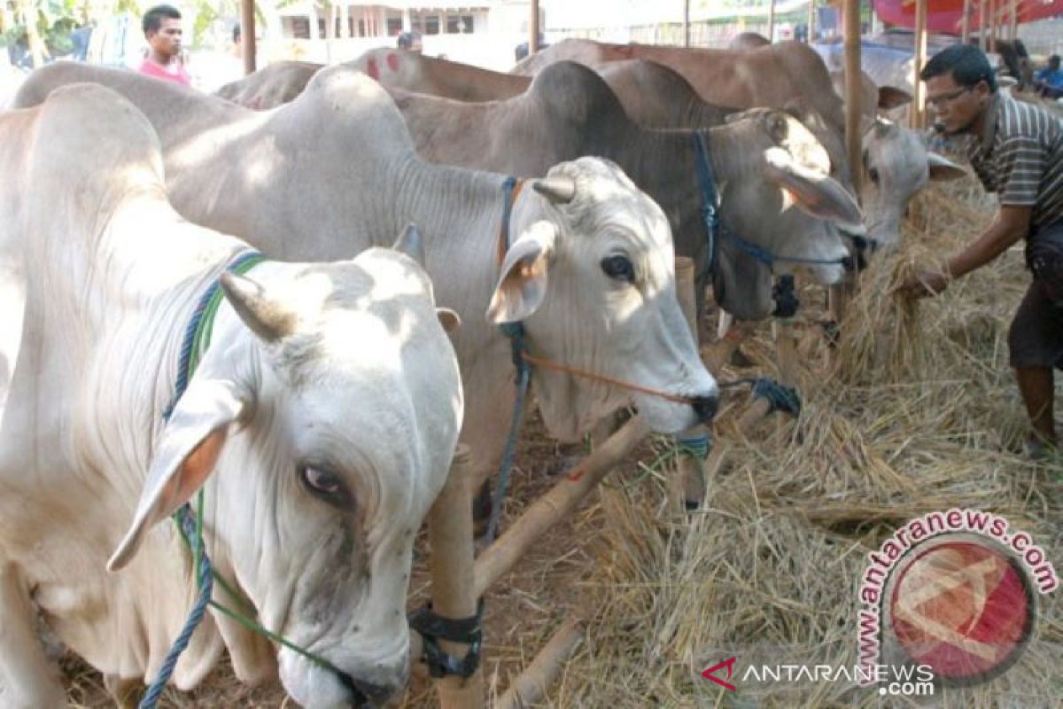 Dinas Peternakan Riau pantau perlintasan hewan qurban, termasuk dari Jambi