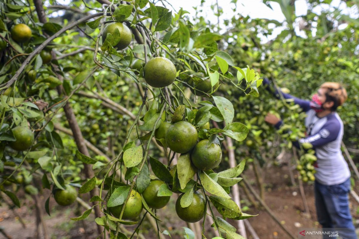 Pemkab Pessel sebut semua nagari punya potensi kembangkan agrowisata
