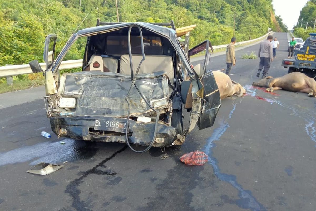 L300 Pick Up hantam tiga kerbau di Aceh Jaya, pengemudi dilarikan ke Rumah Sakit