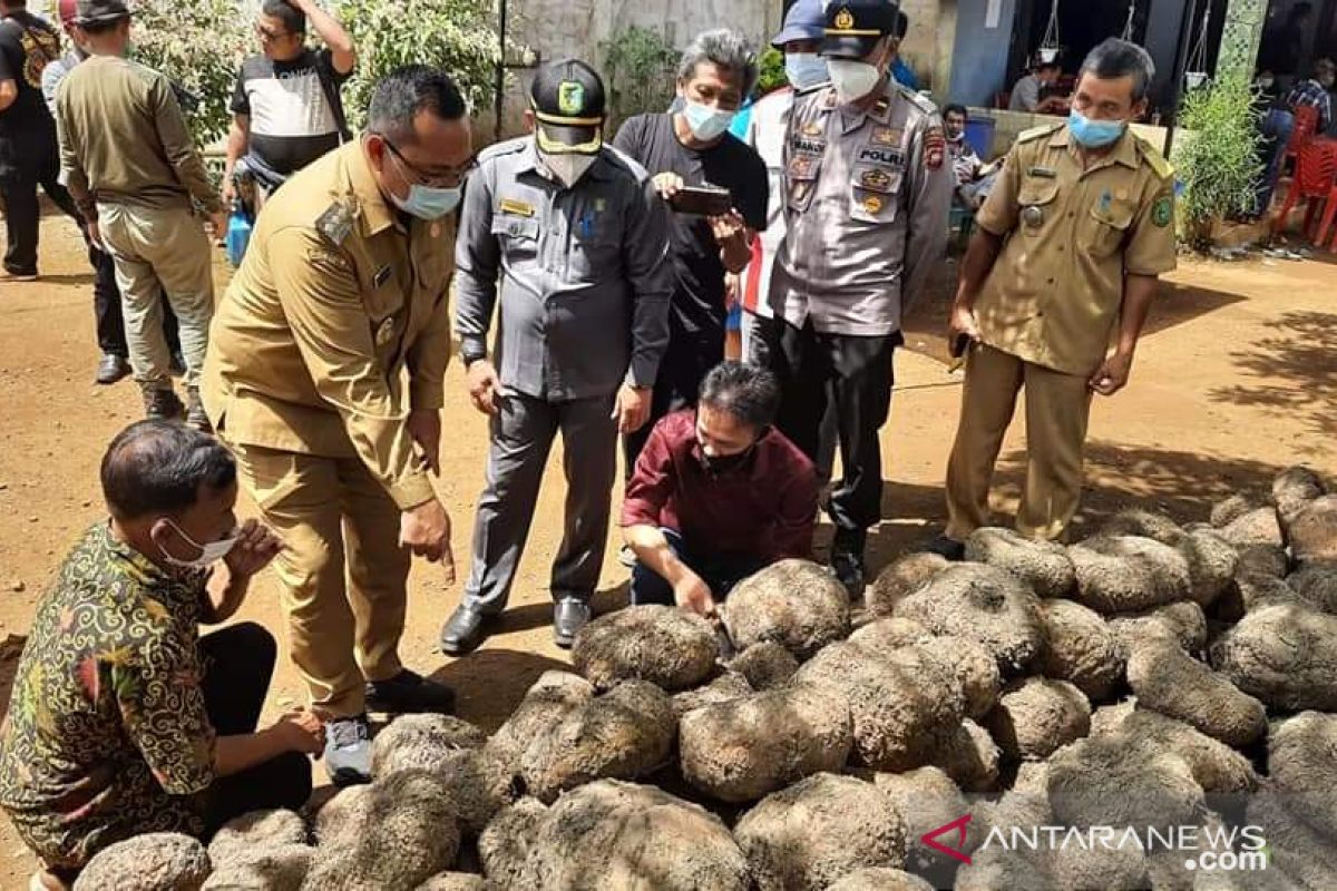 Bupati Bengkayang dukung permodalan petani porang