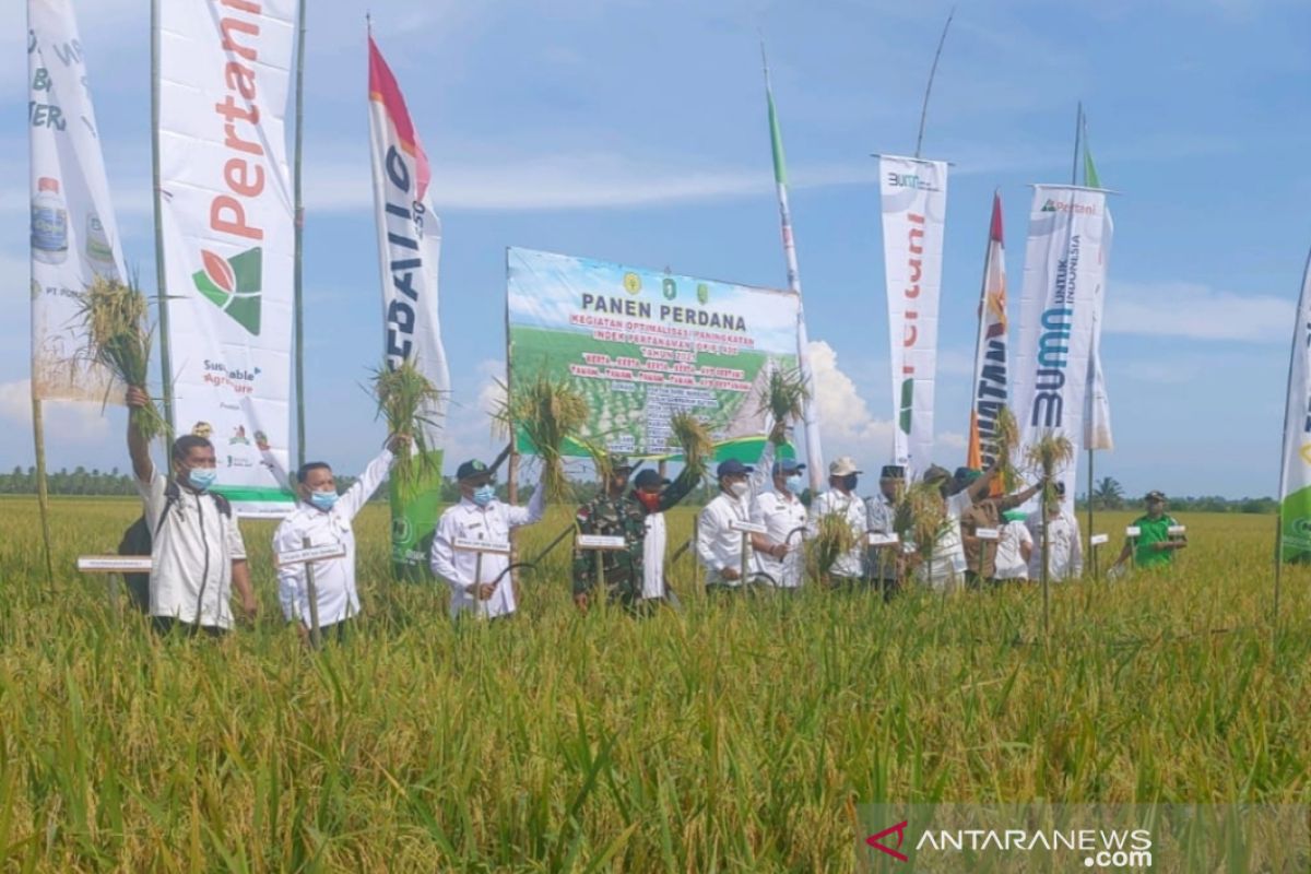 Petani Semparuk terapkan IP 400, panen padi empat kali setahun