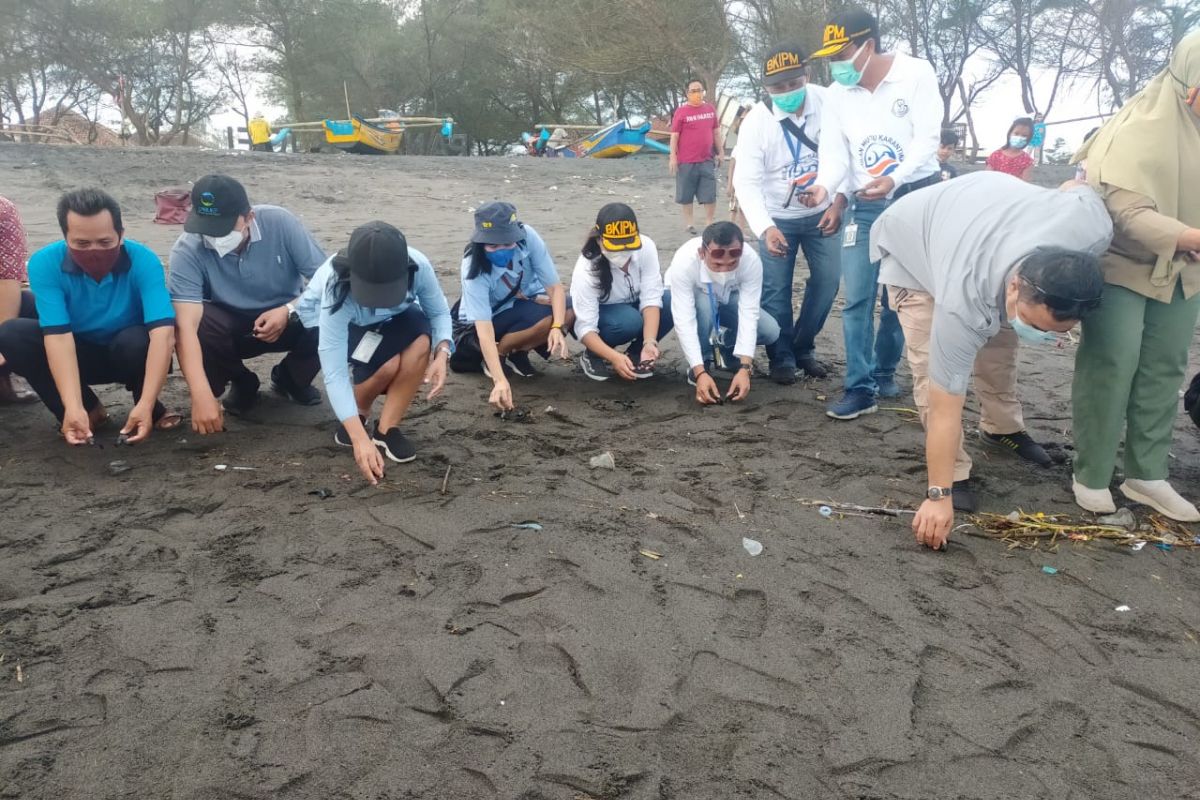 Puluhan tukik lekang  berlarian menuju laut di  Pantai Bugel Kulon Progo