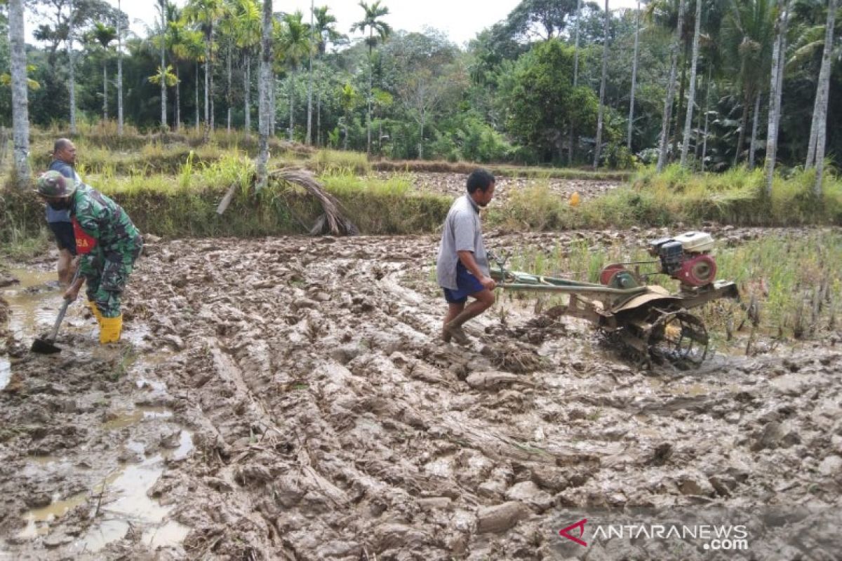 Percepat masa tanam, Satgas TMMD bantu petani Desa Sihuom