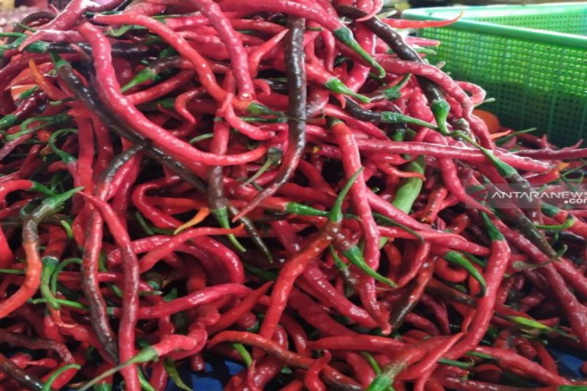 Harga cabai merah di Sumut anjlok menjadi  Rp10.000 per kg