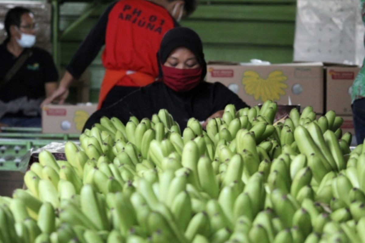 Pemprov Lampung terus kembangkan potensi komoditas hortikultura