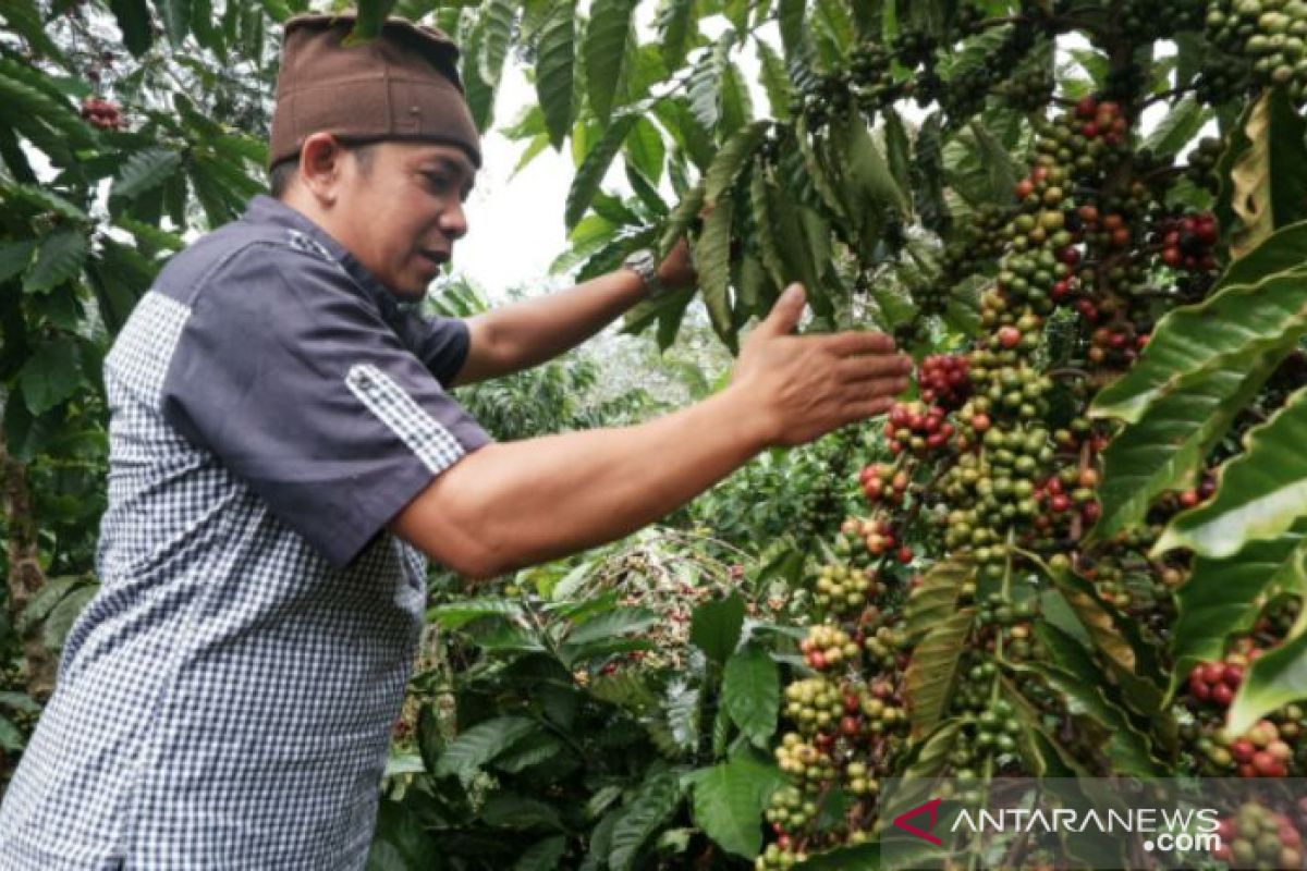 Gencarkan pemasaran Kopi Petaling Khas Bangka, Sumardi jadi mitra binaan PT Timah