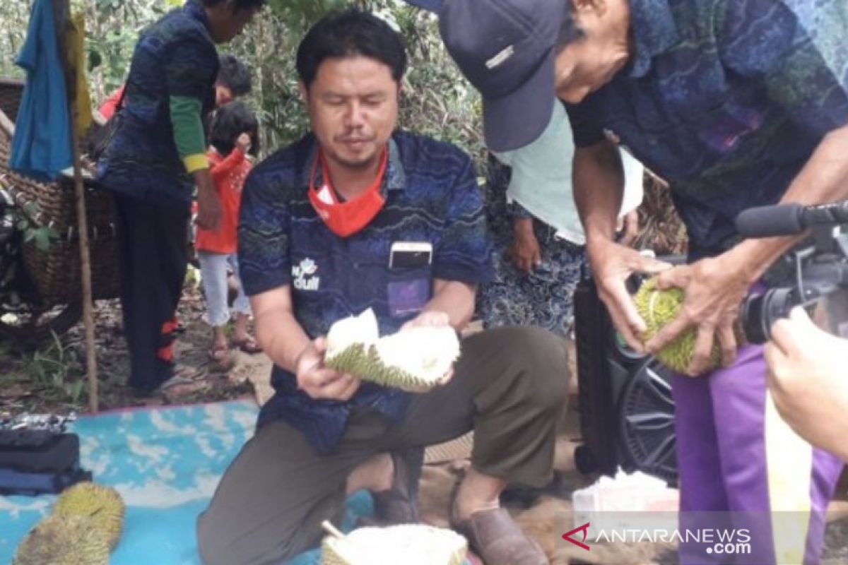 PT Timah bantu desa Belo Laut wujudkan desa sentra durian namlung