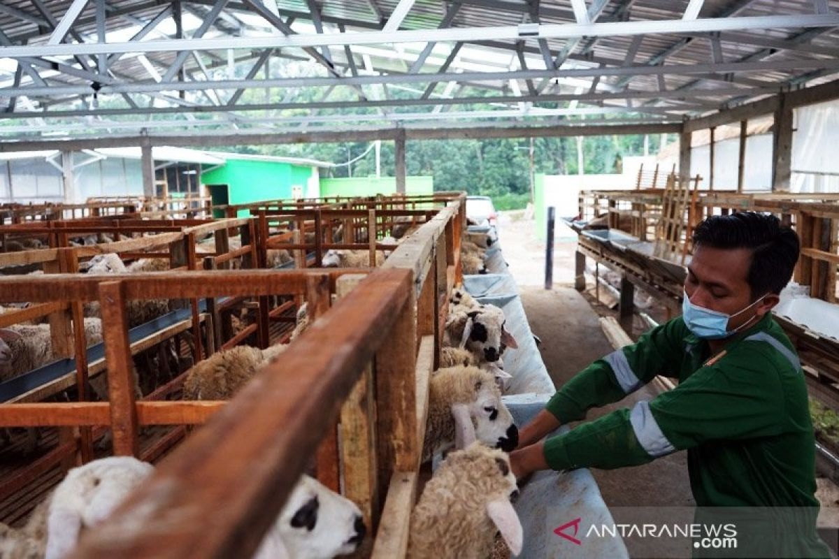 Pakar ekonomi: Belanja hewan kurban bantu gerakkan perekonomian rakyat