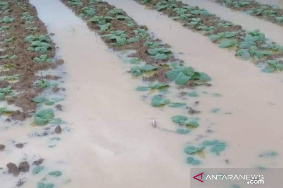 Petani tembakau di Pamekasan pasrah akibat banjir