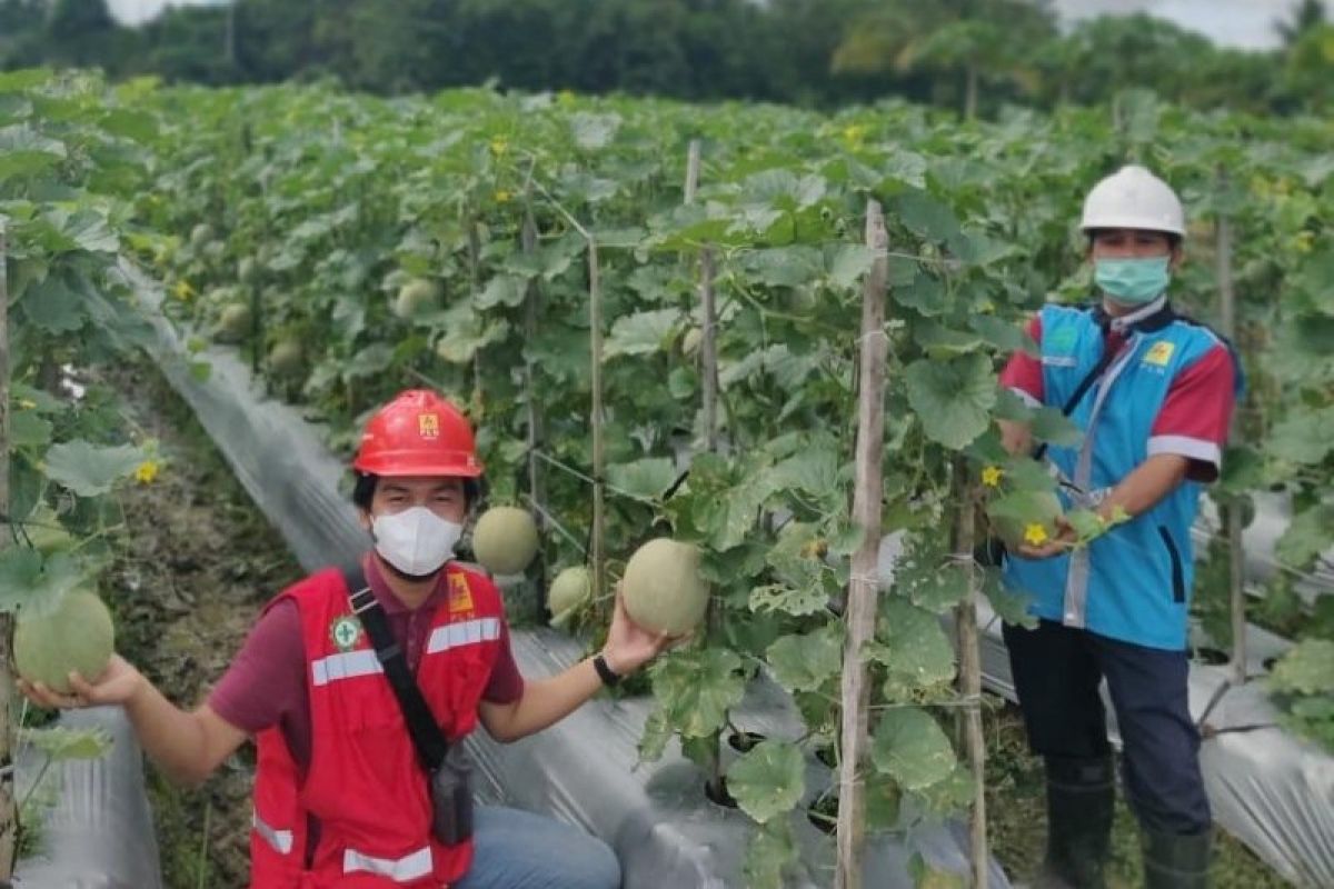 PLN:Petani di Timika telah beralih ke pompa listrik