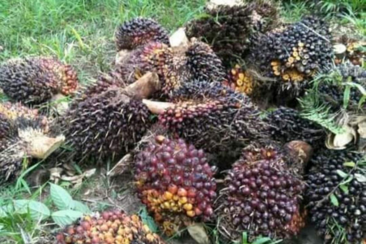 Harga kelapa sawit di Mesuji Lampung turun Rp100/kg