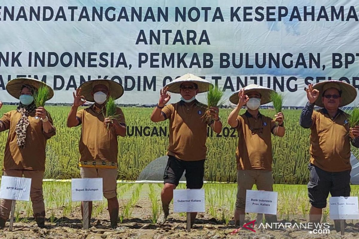 BI gandeng Pemkab Bulungan tanam padi metode hazton