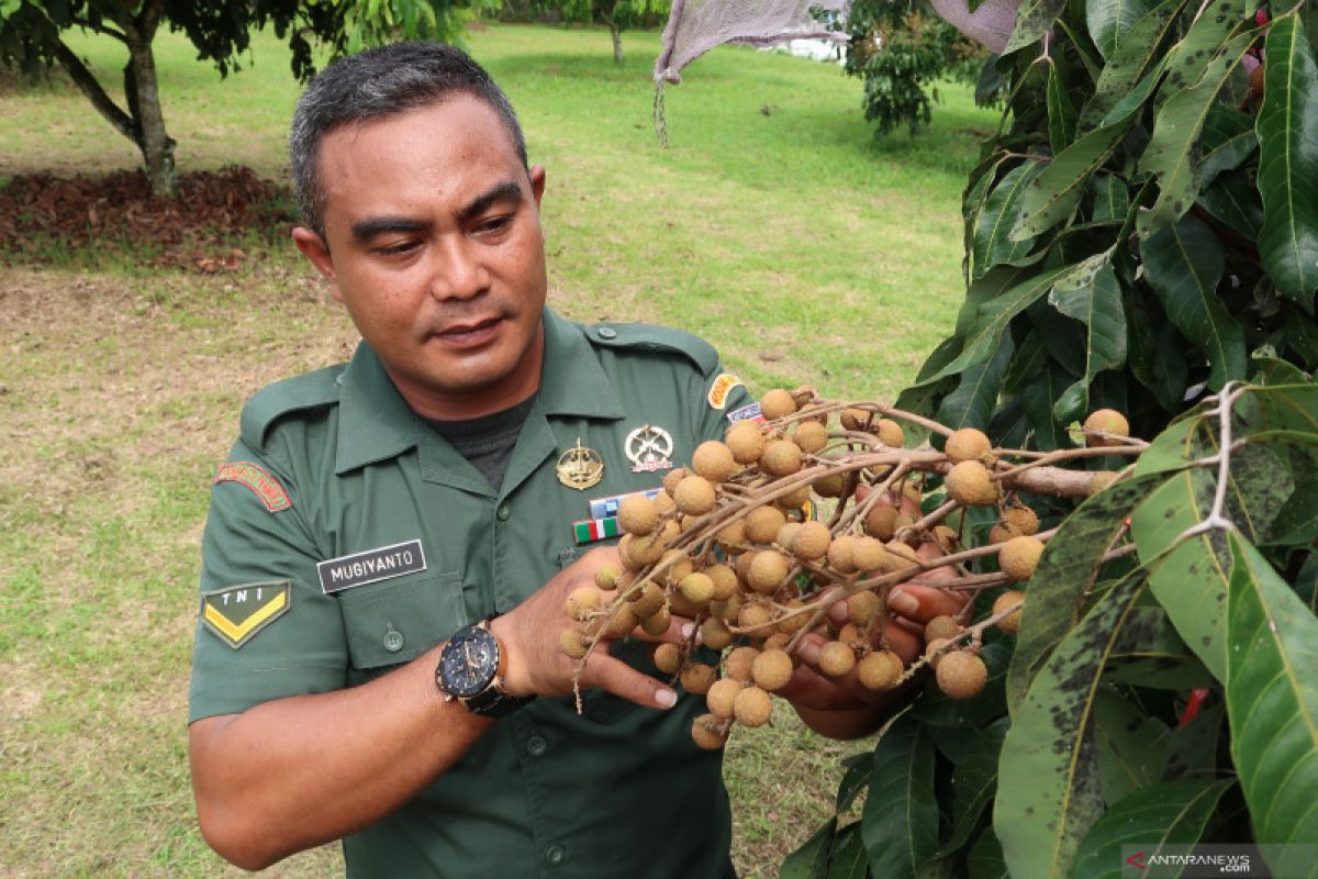 "Jenderal buah lengkeng" itu bernama Serda Mugiyanto