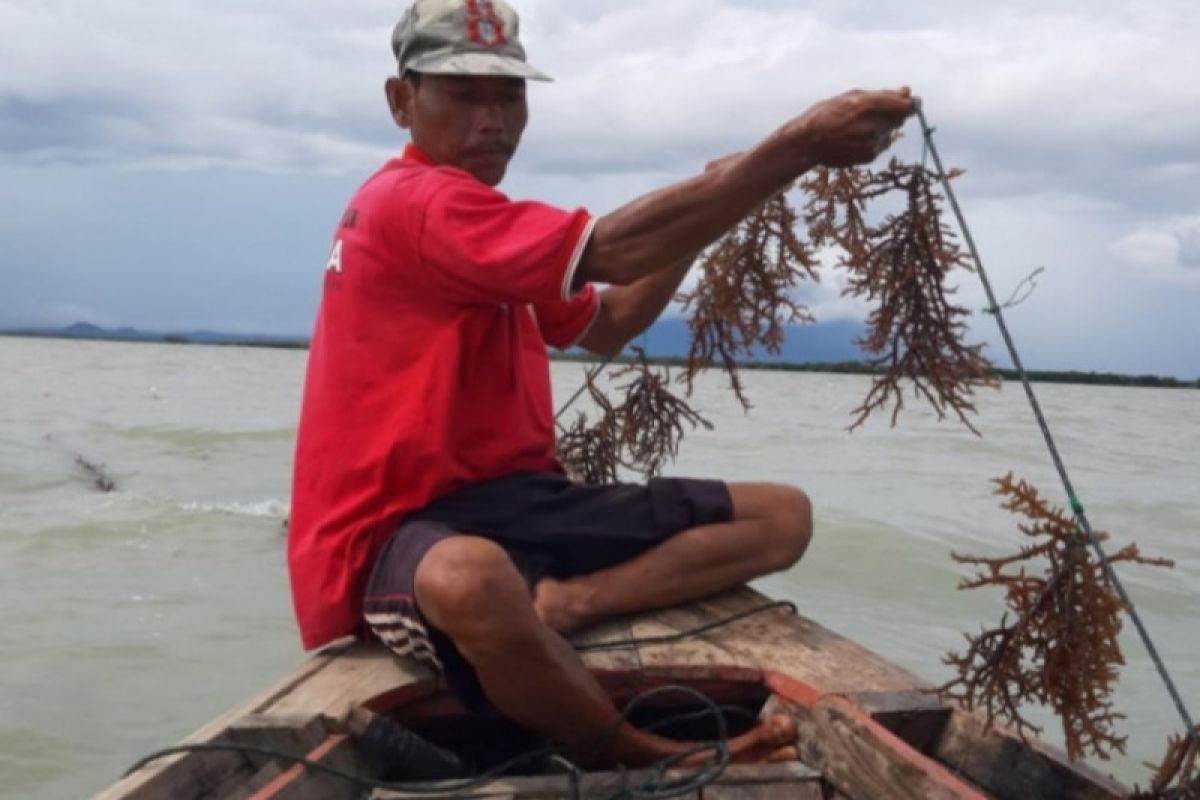 Lampung  dorong peningkatan produktivitas budi daya rumput laut