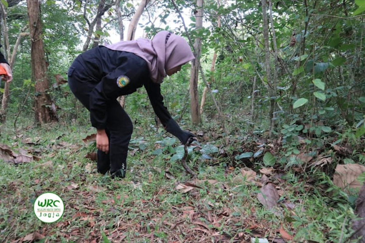 Enam ular sanca kembang dilepasliarkan di Suaka Margasatwa Sermo Kulon Progo