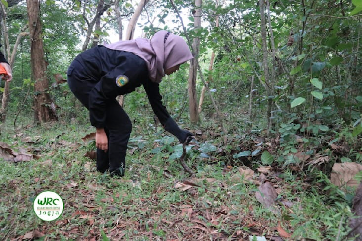 Enam ular sanca kembang dilepasliarkan