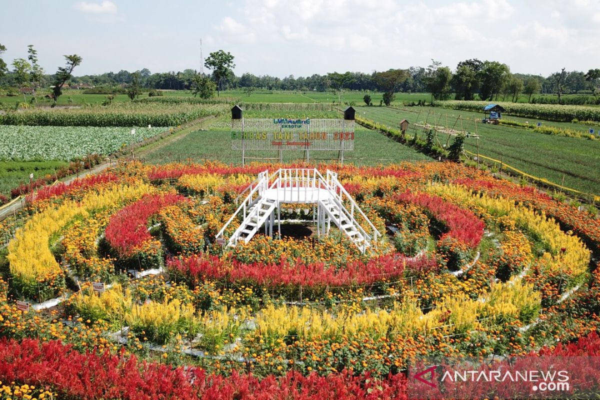 Taman bunga tengah sawah Desa Kedungrejo Lumajang yang instagramable