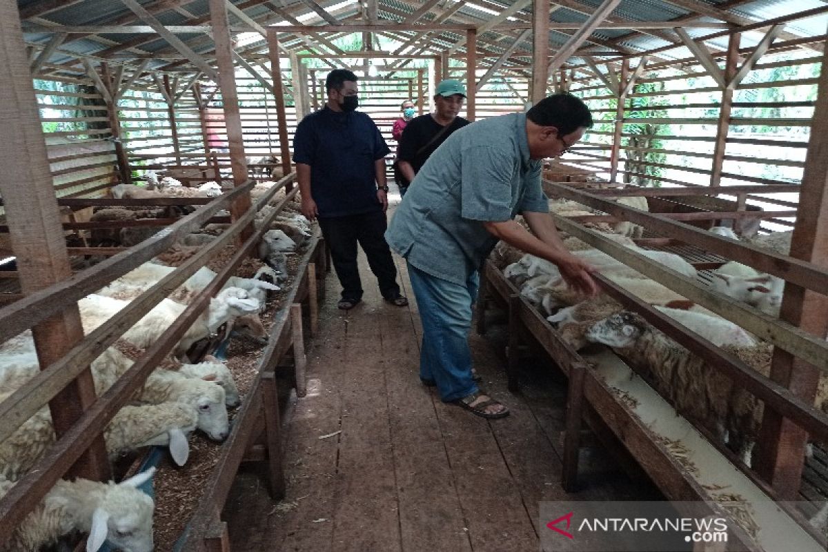 Harga kambing  di Sumut naik didorong permintaan untuk kurban
