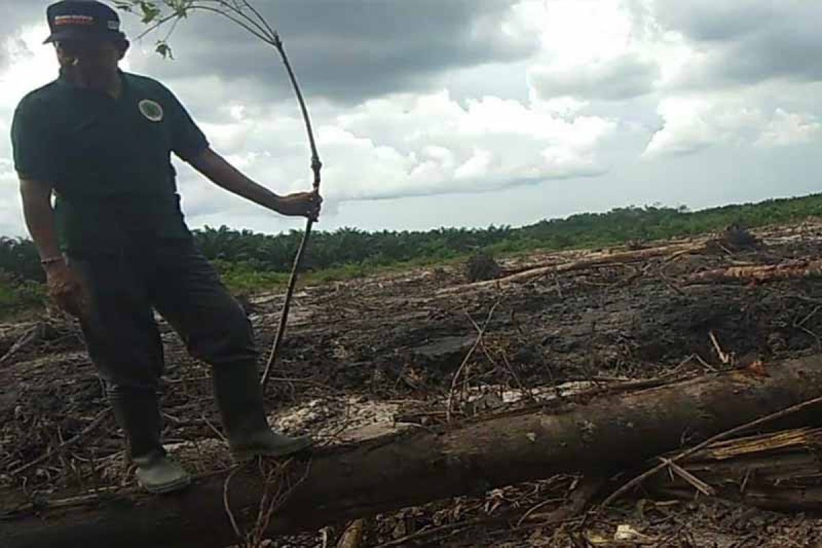 DLH Bartim akui kerusakan Sempadan Sungai Bumut akibat land clearing