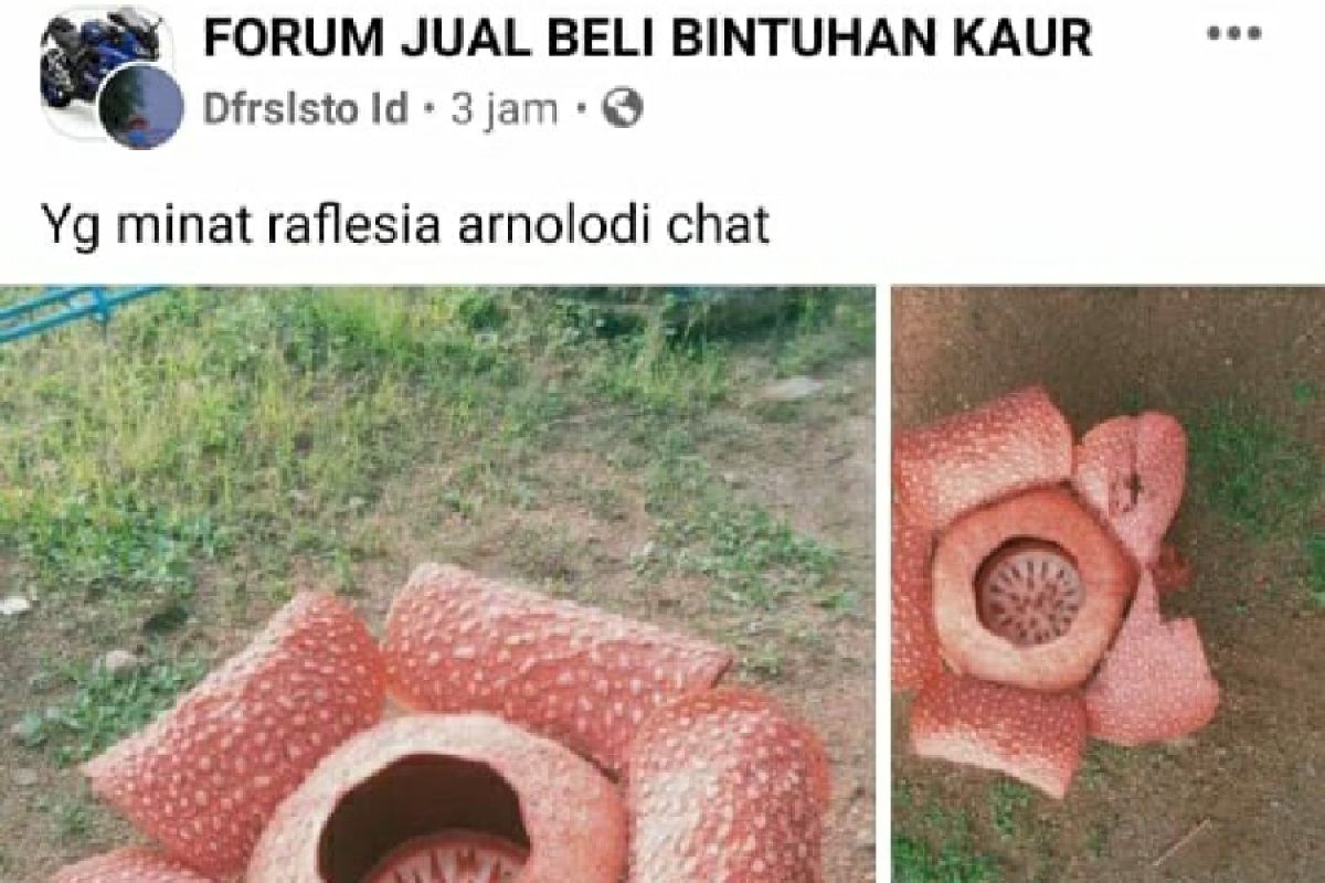 Polda Bengkulu lacak penjual bunga rafflesia di facebook