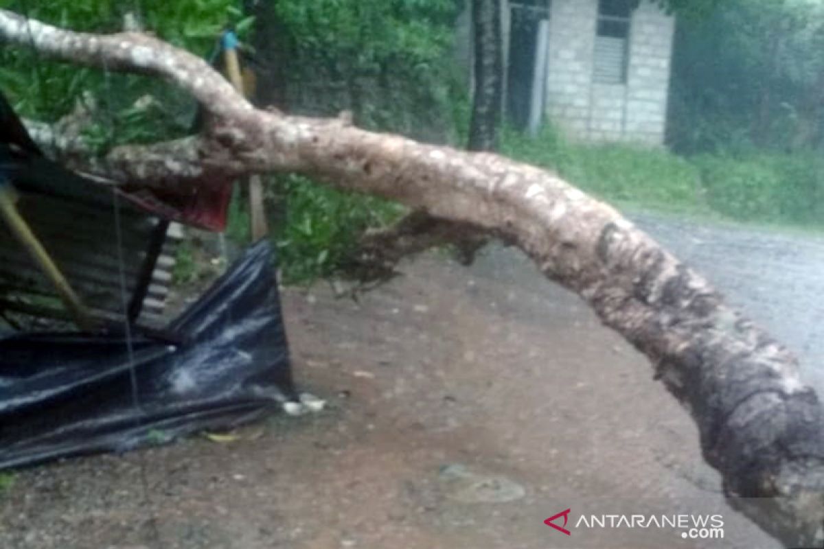 Hujan deras landa Ambon, listrik padam akibat tertimpa pohon tumbang