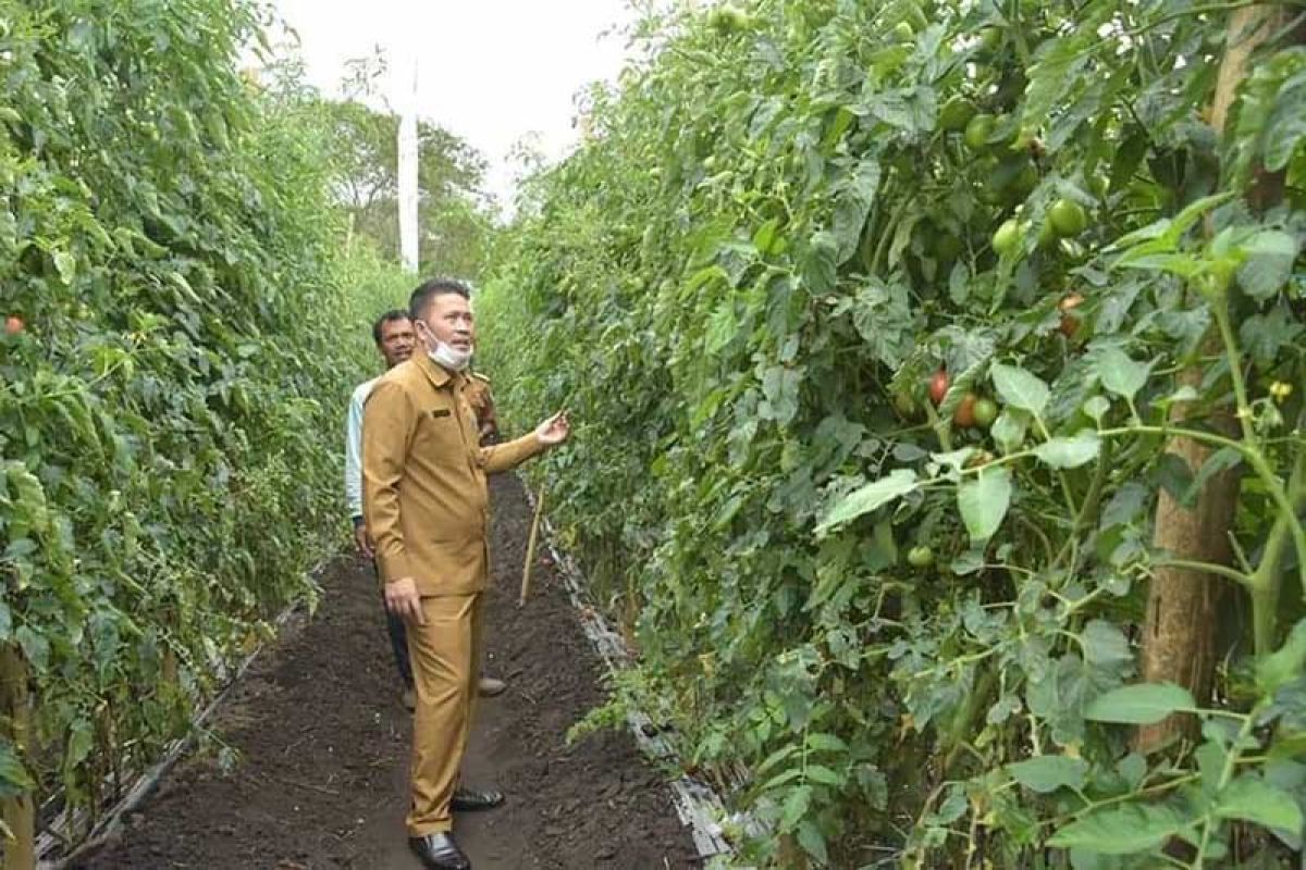 Petani Bener Meriah panen 10 ton tomat di lahan sempit