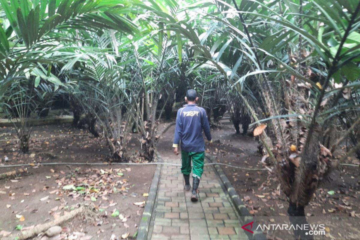 Melihat pelestarian salak Condet sang maskot Jakarta