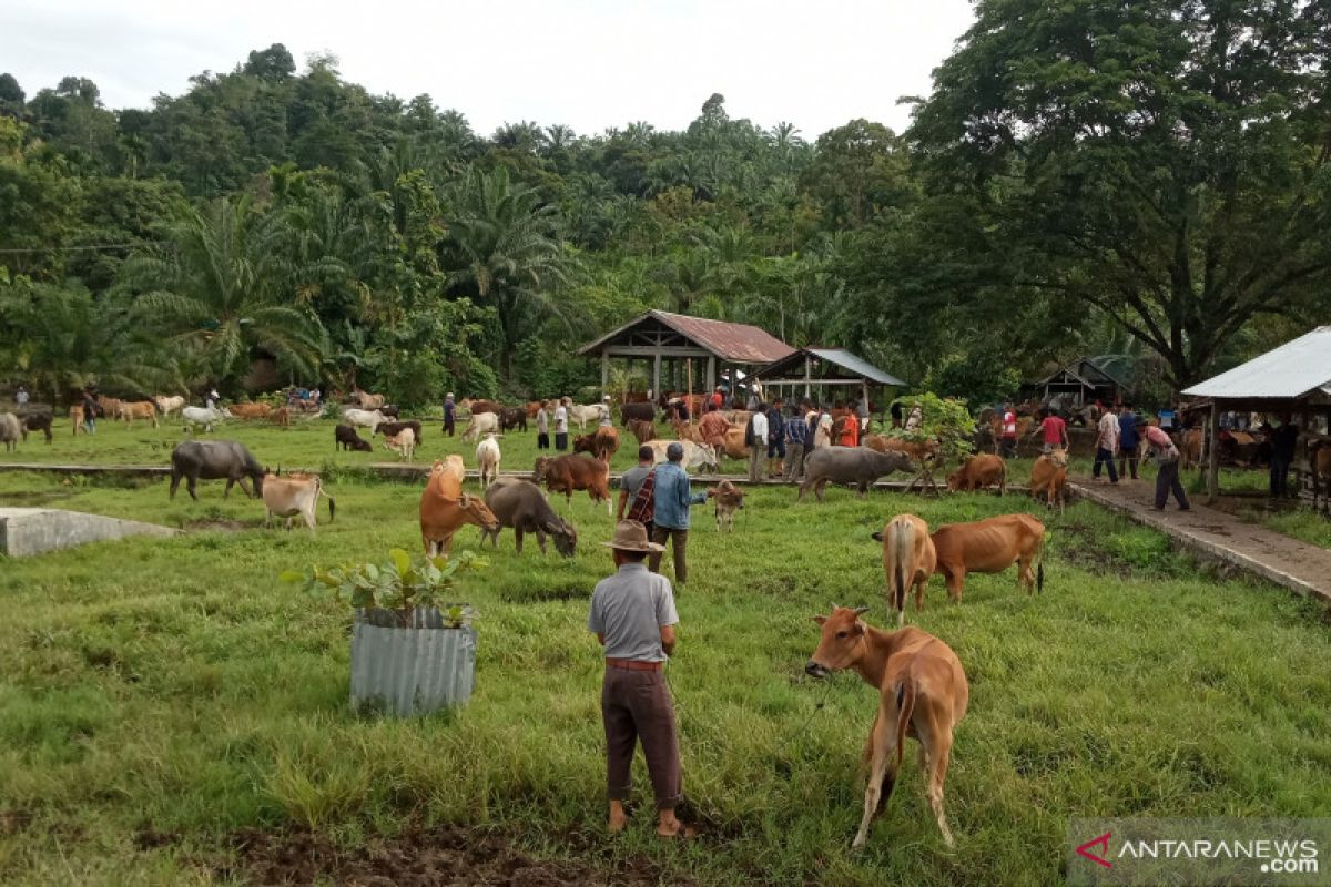 Sebanyak ini sapi dikurbankan pada Idul Adha 1442 H di Kabupaten Agam