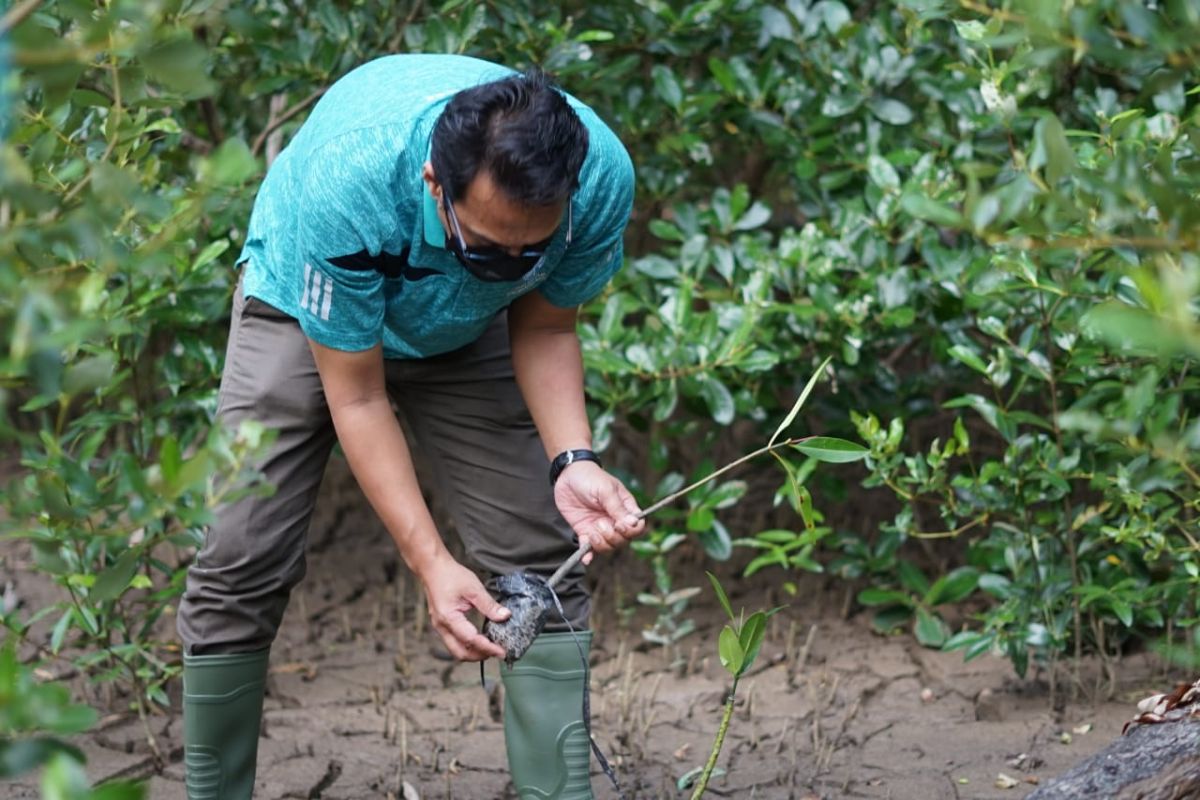 Jasa Raharja tanam 1.800 bibit mangrove di Mempawah