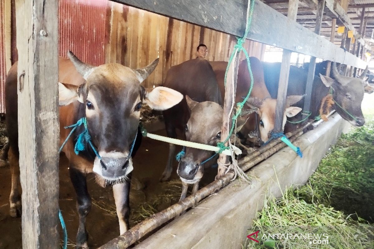 Pedagang hewan kurban di Palangka Raya 'banjir' pembeli