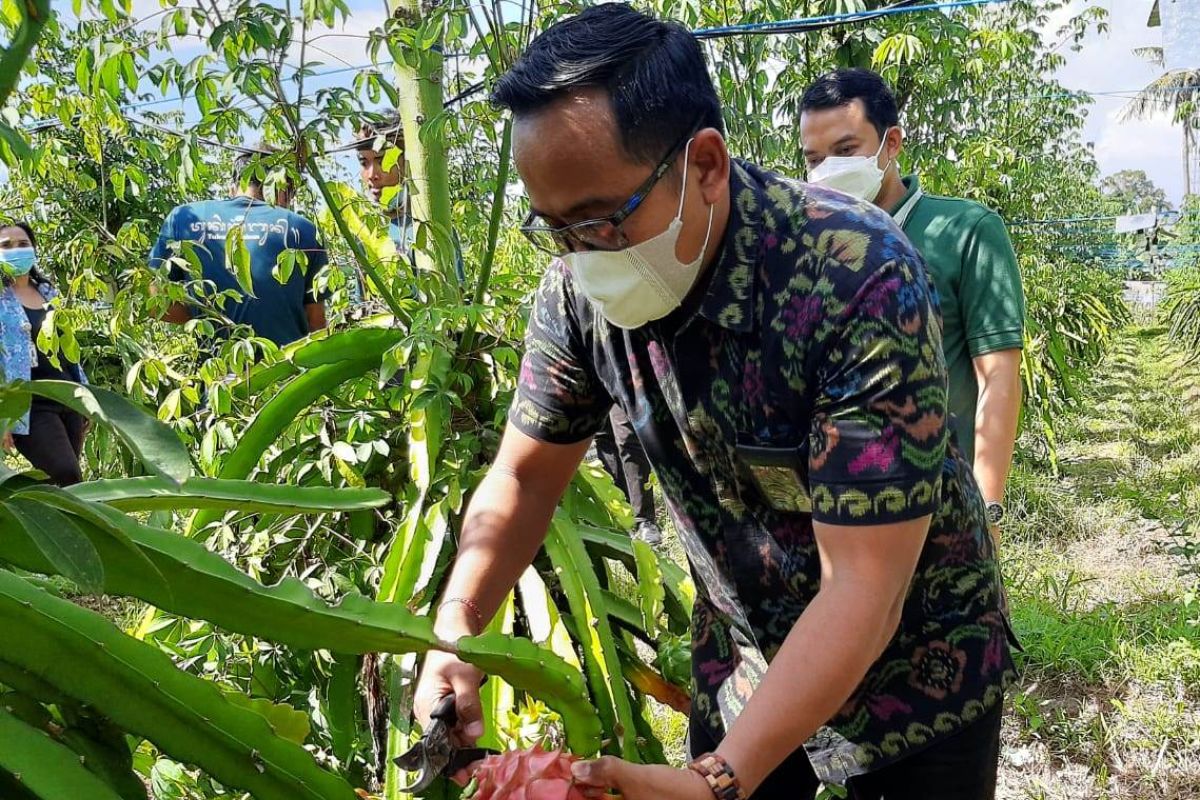 Listrik PLN tingkatkan produktivitas perkebunan buah naga di Gianyar