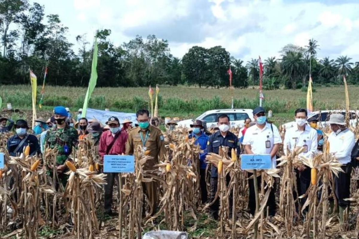 Bengkayang jadi sentra pengembangan jagung Kalbar