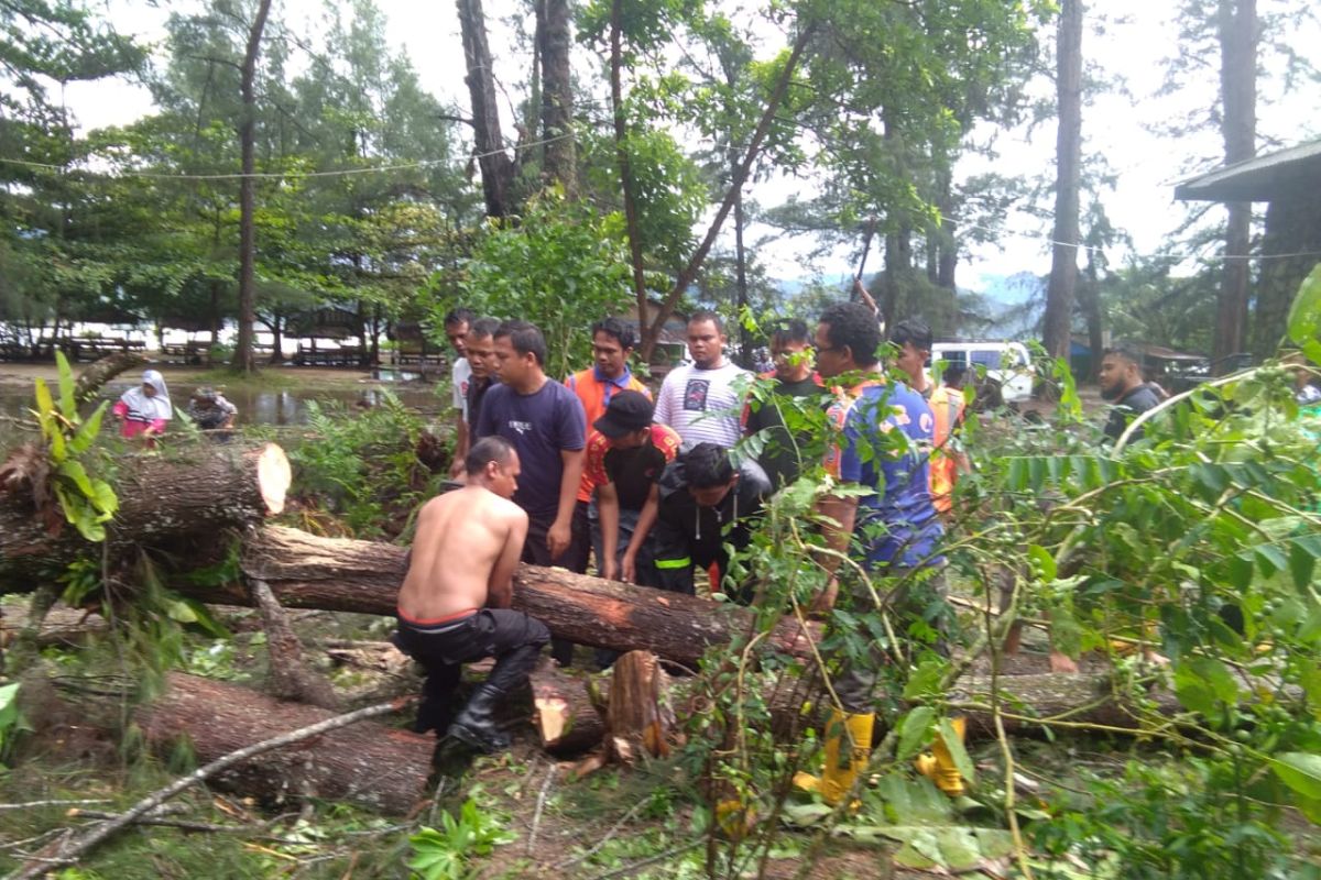 Pohon tumbang akibat hujan dan angin kencang di Tapteng rusak  bangunan