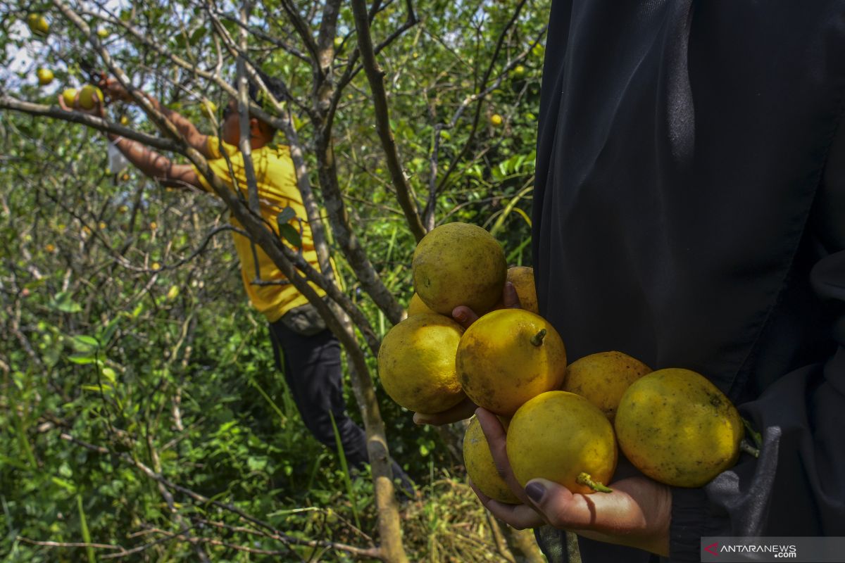 Harga buah lemon anjlok, petani menjerit