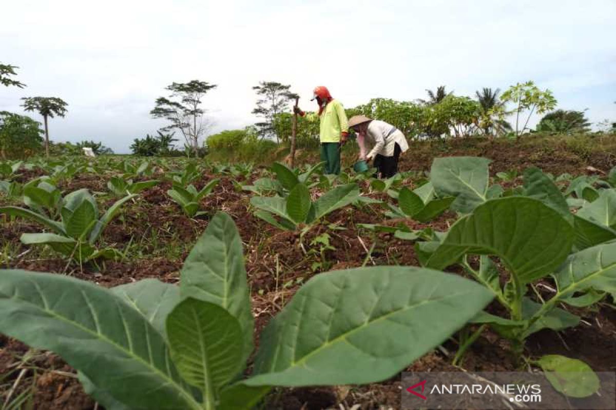 Petani Temanggung berharap harga tembakau lebih tinggi